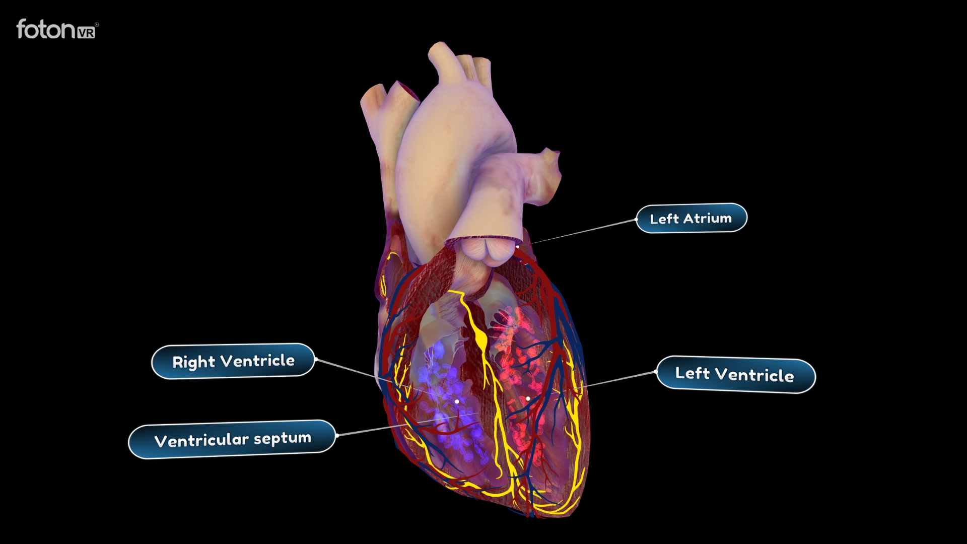 Biology VR learning